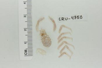 Media type: image;   Invertebrate Zoology CRU-4750 Description: Preserved specimen.;